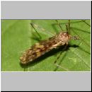 Nematocera sp - Muecke 03 9mm Deister.jpg